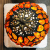 B12 - Amber Lamp