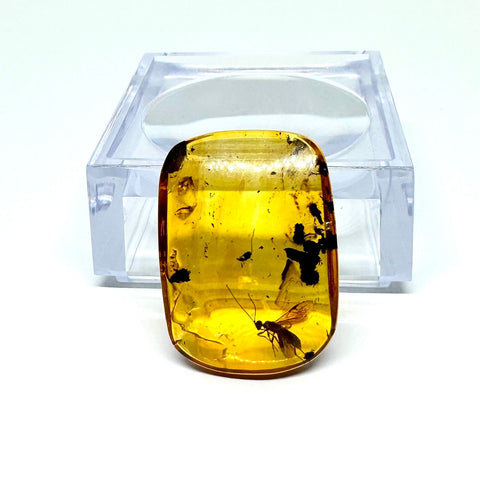 Amber with Insects - Rock #3