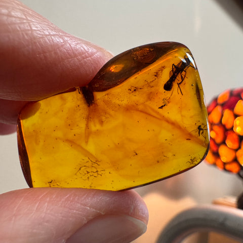 Amber with Insects - Stone #4