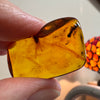 Amber with Insects - Stone #4